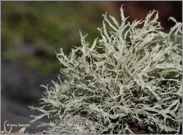 Ramalina farinacea