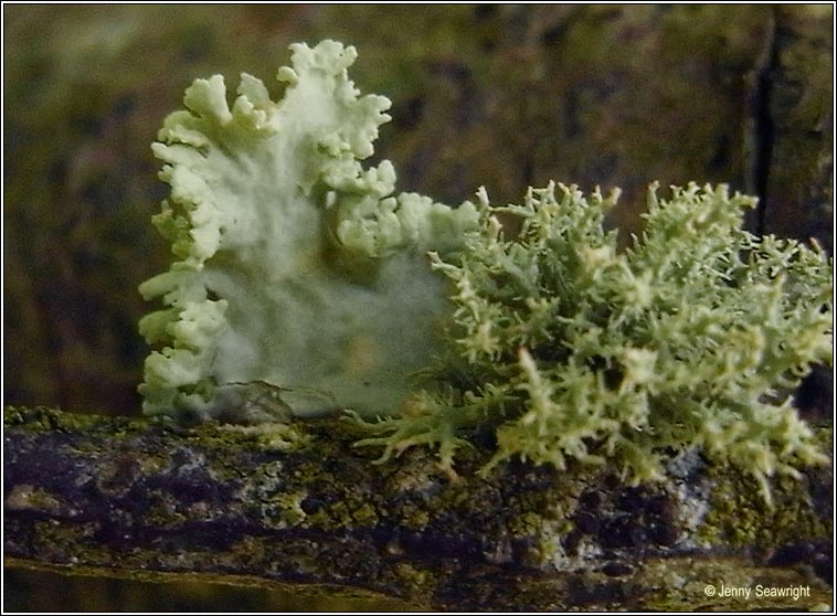 Ramalina canariensis
