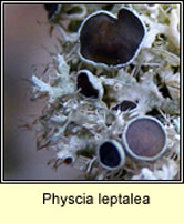 Physcia leptalea