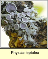 Physcia leptalea