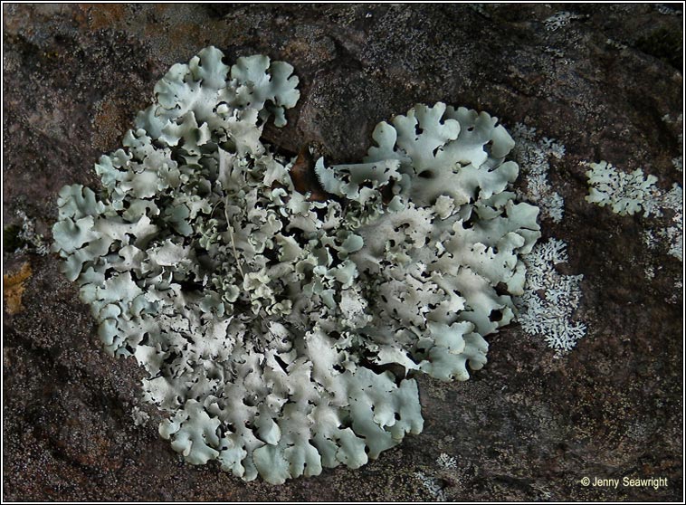 Parmotrema perlatum