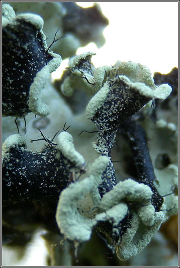 Parmotrema perlatum