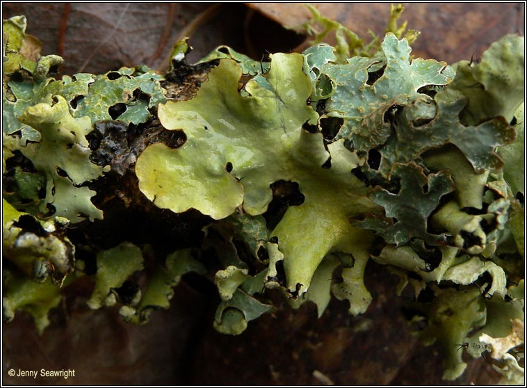 Parmotrema perlatum