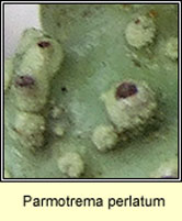 Parmotrema perlatum, fertile