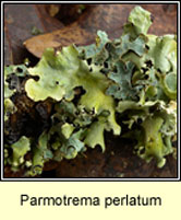 Parmotrema perlatum