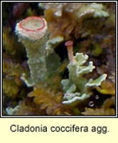 Cladonia coccifera