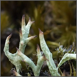 Cladonia uncialis subsp biuncialis