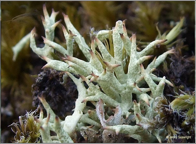 Cladonia uncialis subsp biuncialis