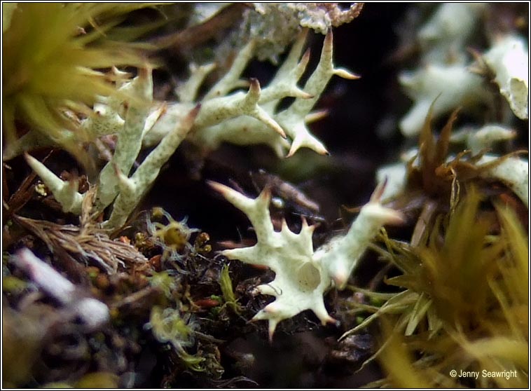 Cladonia uncialis subsp biuncialis