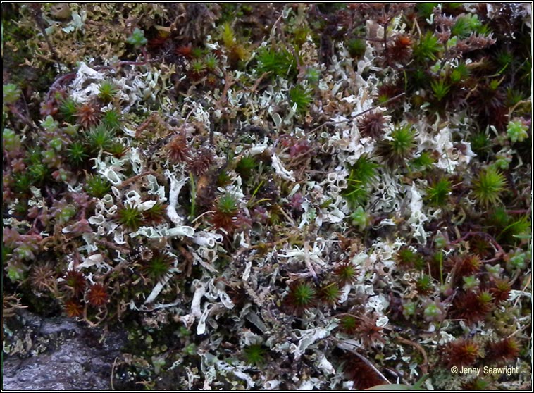 Cladonia uncialis subsp biuncialis