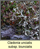 Cladonia uncialis subsp biuncialis