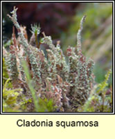 Cladonia squamosa