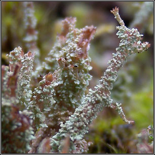 Cladonia squamosa