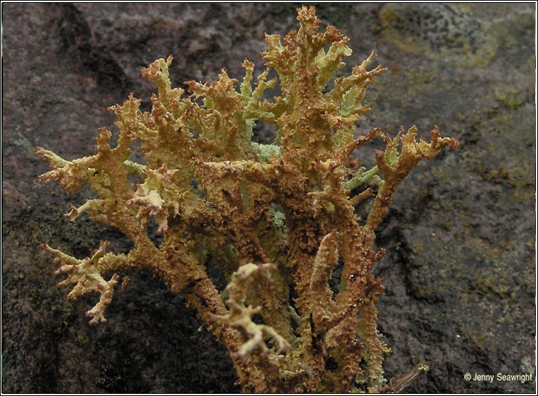 Cladonia squamosa