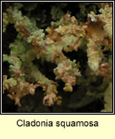 Cladonia squamosa