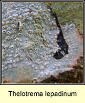 Thelotrema lepadinum