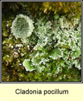 Cladonia pocillum