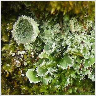 Cladonia pocillum