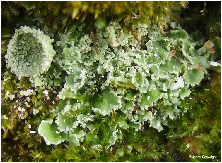 Cladonia pocillum