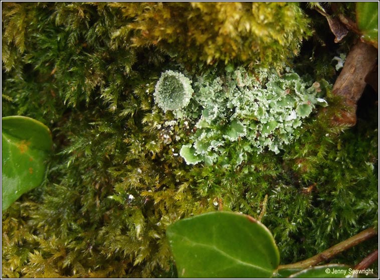 Cladonia pocillum