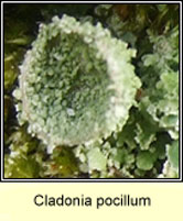 Cladonia pocillum