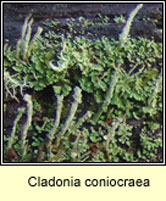 Cladonia coniocraea