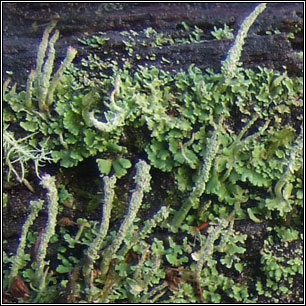 Cladonia coniocraea