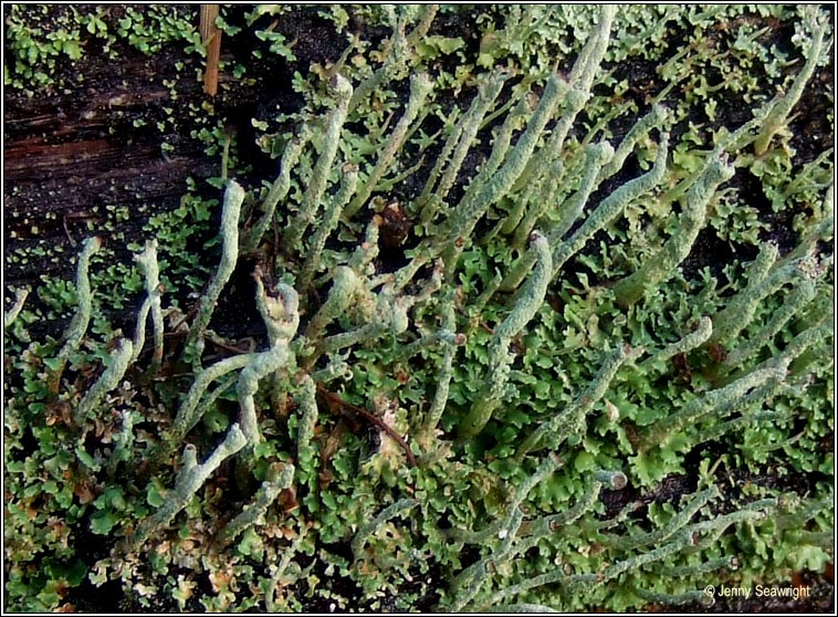 Cladonia coniocraea