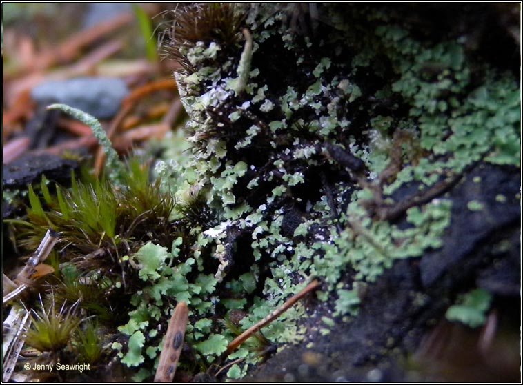 Cladonia coniocraea