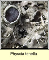 Physcia tenella