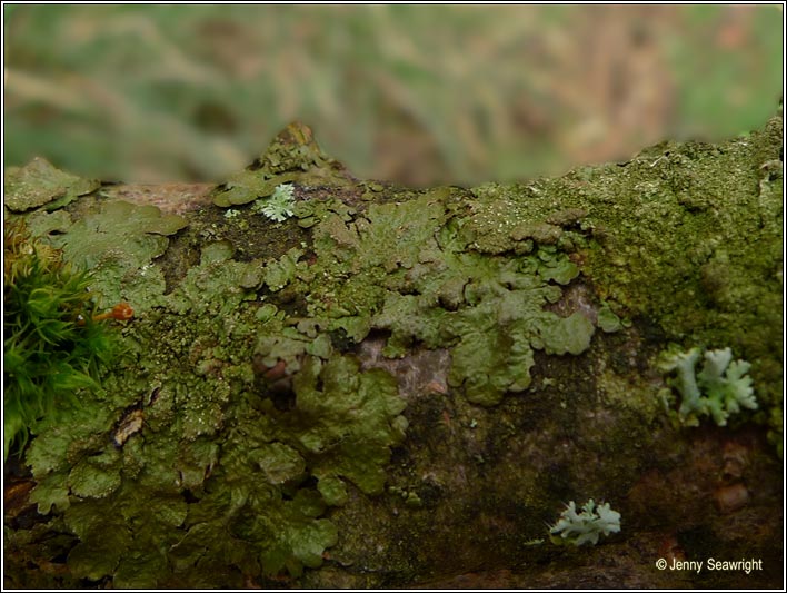 Melanelixia fuliginosa ssp glabratula