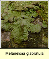 Melanelixia fuliginosa ssp grabratula