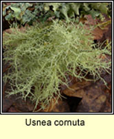 Usnea cornuta