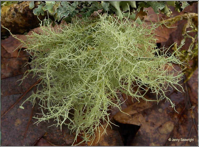 Usnea cornuta