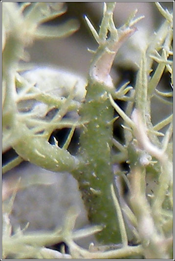 Usnea cornuta