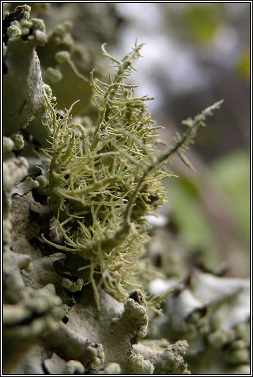 Usnea cornuta