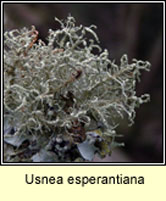 Usnea esperantiana