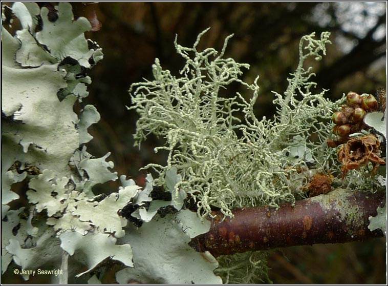 Usnea esperantiana