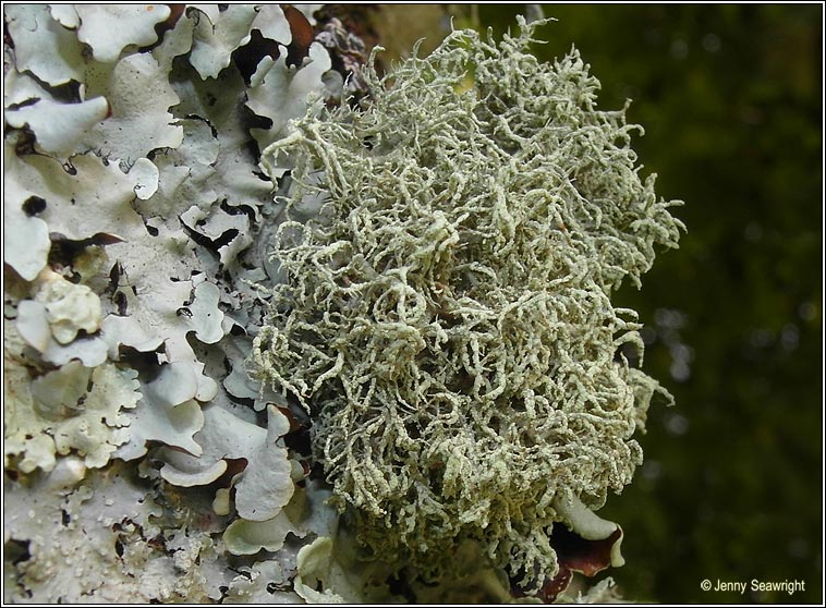 Usnea esperantiana