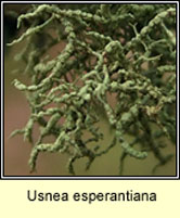 Usnea esperantiana