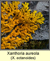 Xanthoria ectaneoides