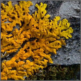 Xanthoria ectaneoides