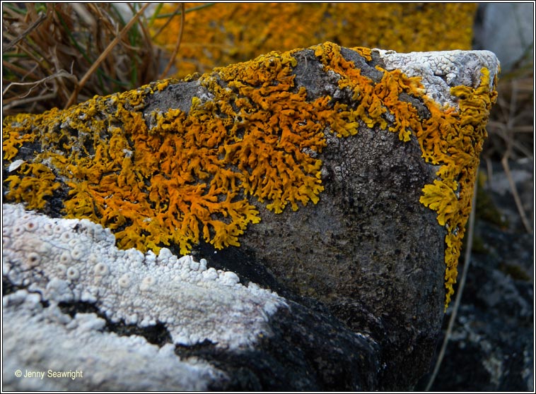 Xanthoria ectaneoides