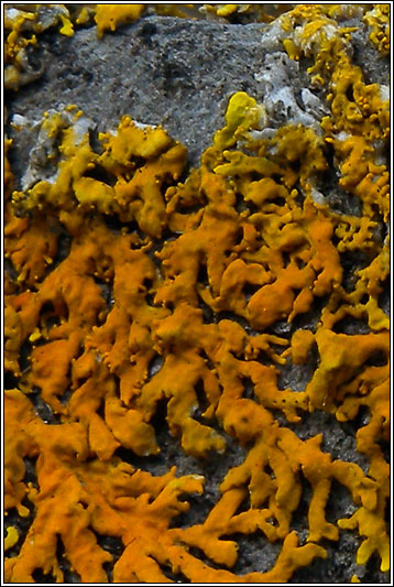 Xanthoria aureola