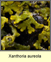 Xanthoria aureola