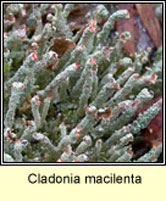 Cladonia macilenta