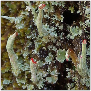 Cladonia macilenta