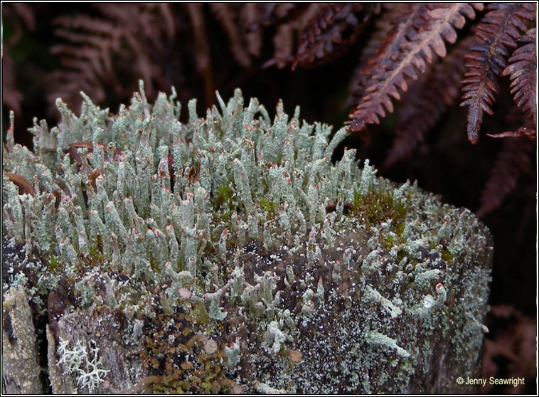 Cladonia macilenta