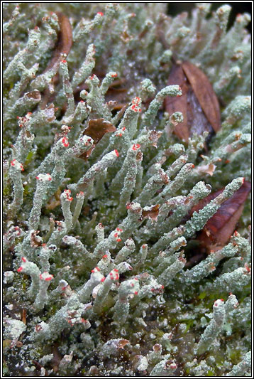 Cladonia macilenta