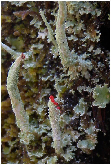 Cladonia macilenta